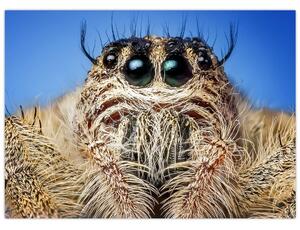 Obraz szczegółu pająka (70x50 cm)