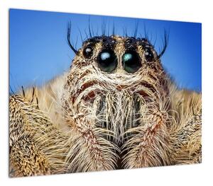 Obraz szczegółu pająka (70x50 cm)