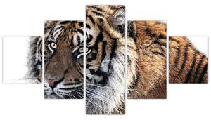 Obraz tygrysa (125x70 cm)