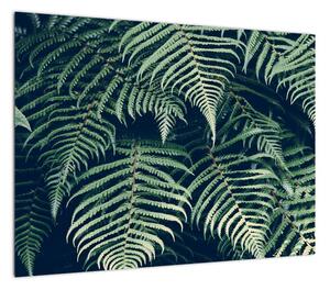 Obraz liści paproci (70x50 cm)