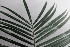 Obraz piękny liść palmowy