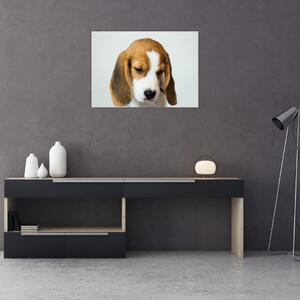 Obraz Beagle (70x50 cm)
