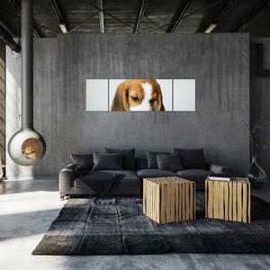 Obraz Beagle (170x50 cm)