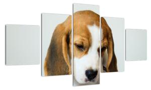 Obraz Beagle (125x70 cm)