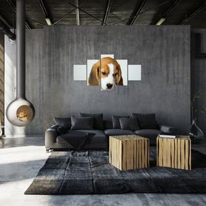 Obraz Beagle (125x70 cm)