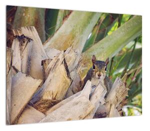 Obraz wiewiórki na drzewie (70x50 cm)