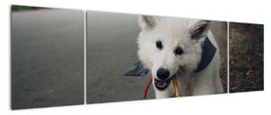 Obraz białego psa (170x50 cm)