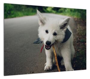 Obraz białego psa (70x50 cm)