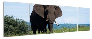 Obraz słonia (170x50 cm)