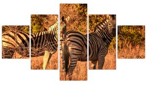 Obraz zebr (125x70 cm)