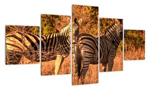 Obraz zebr (125x70 cm)