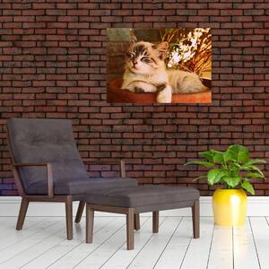 Obraz kota w doniczce (70x50 cm)