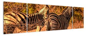 Obraz zebr (170x50 cm)