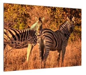Obraz zebr (70x50 cm)