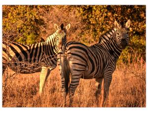 Obraz zebr (70x50 cm)