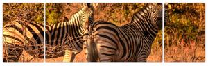 Obraz zebr (170x50 cm)