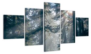 Obraz drzew, przez które prześwieca słońce (125x70 cm)