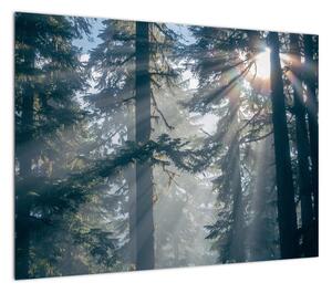 Obraz drzew, przez które prześwieca słońce (70x50 cm)