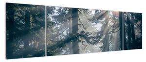Obraz drzew, przez które prześwieca słońce (170x50 cm)
