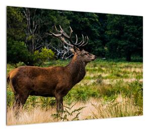Obraz jelenia (70x50 cm)