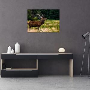 Obraz jelenia (70x50 cm)