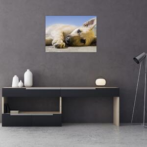 Obraz leżącego szczeniaka (70x50 cm)