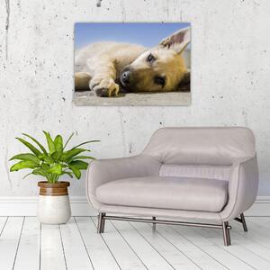 Obraz leżącego szczeniaka (70x50 cm)
