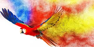 Obraz lot papugi