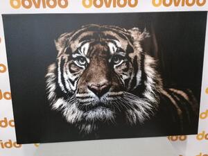 Obraz tygrys