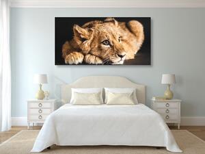 Obraz lwiątko