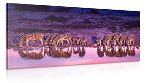 Obraz zebry w safari