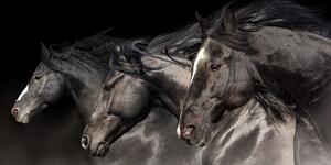 Obraz trzy galopujące konie
