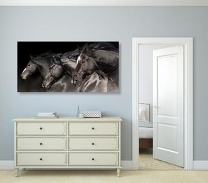 Obraz trzy galopujące konie