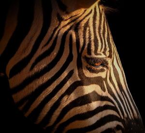 Obraz portret zebry