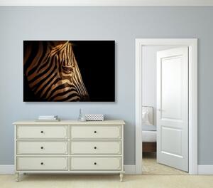 Obraz portret zebry