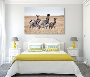 Obraz trzy zebry na sawannie