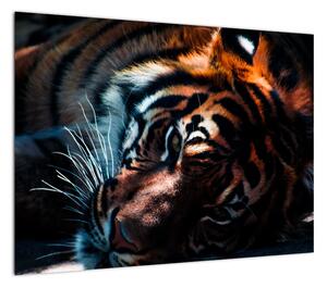 Obraz leżącego tygrysa (70x50 cm)