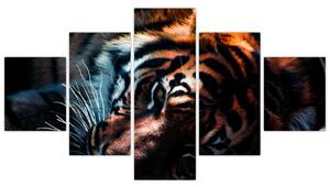 Obraz leżącego tygrysa (125x70 cm)