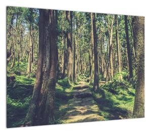 Obraz ścieżki pomiędzy drzewami (70x50 cm)