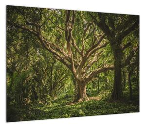 Obraz drzewa (70x50 cm)