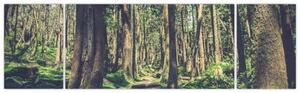 Obraz ścieżki pomiędzy drzewami (170x50 cm)