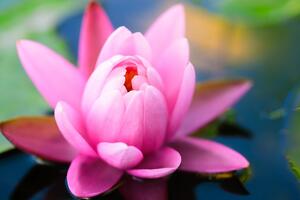 Obraz piękny różowy kwiat w jeziorze