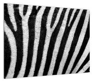 Obraz skóry zebry (70x50 cm)