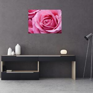 Obraz róży (70x50 cm)