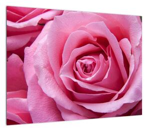 Obraz róży (70x50 cm)