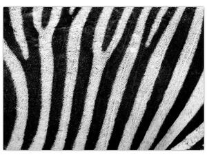 Obraz skóry zebry (70x50 cm)