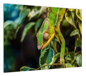 Obraz kameleona (70x50 cm)