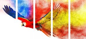 5-częściowy obraz lot papugi