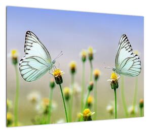 Obraz motyli na kwiatku (70x50 cm)