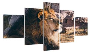 Obraz leżącego lwa (125x70 cm)